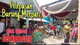 Pelepasan Burung Merpati Bapak Sabar Desa Selokgondang Kecsukodono