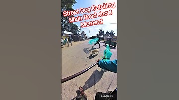 Tip Top Running Speed Dog Catch #dog #dogwithpublicsafety #ytviral #shorts #pets #trailer