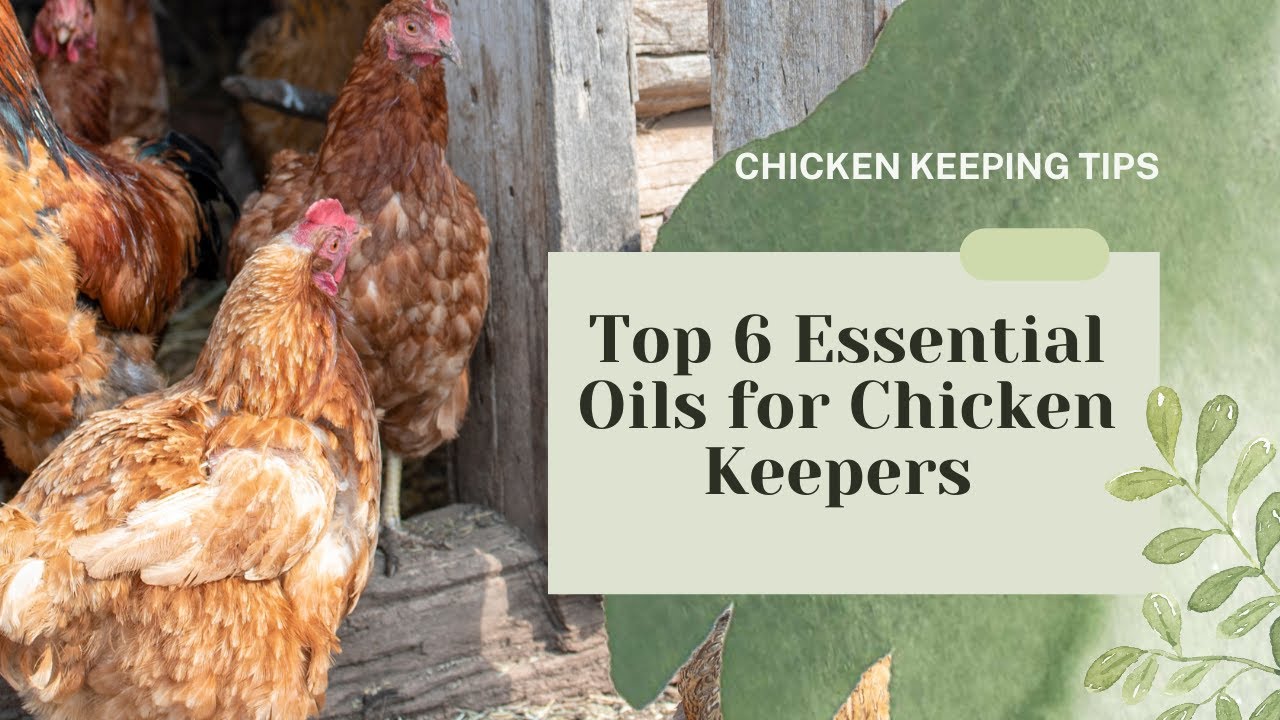 Top 6 Essential Oils for Chickens YouTube
