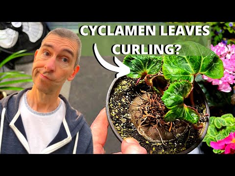 CYCLAMEN LEAVES CURLING? -  Cause and Solution