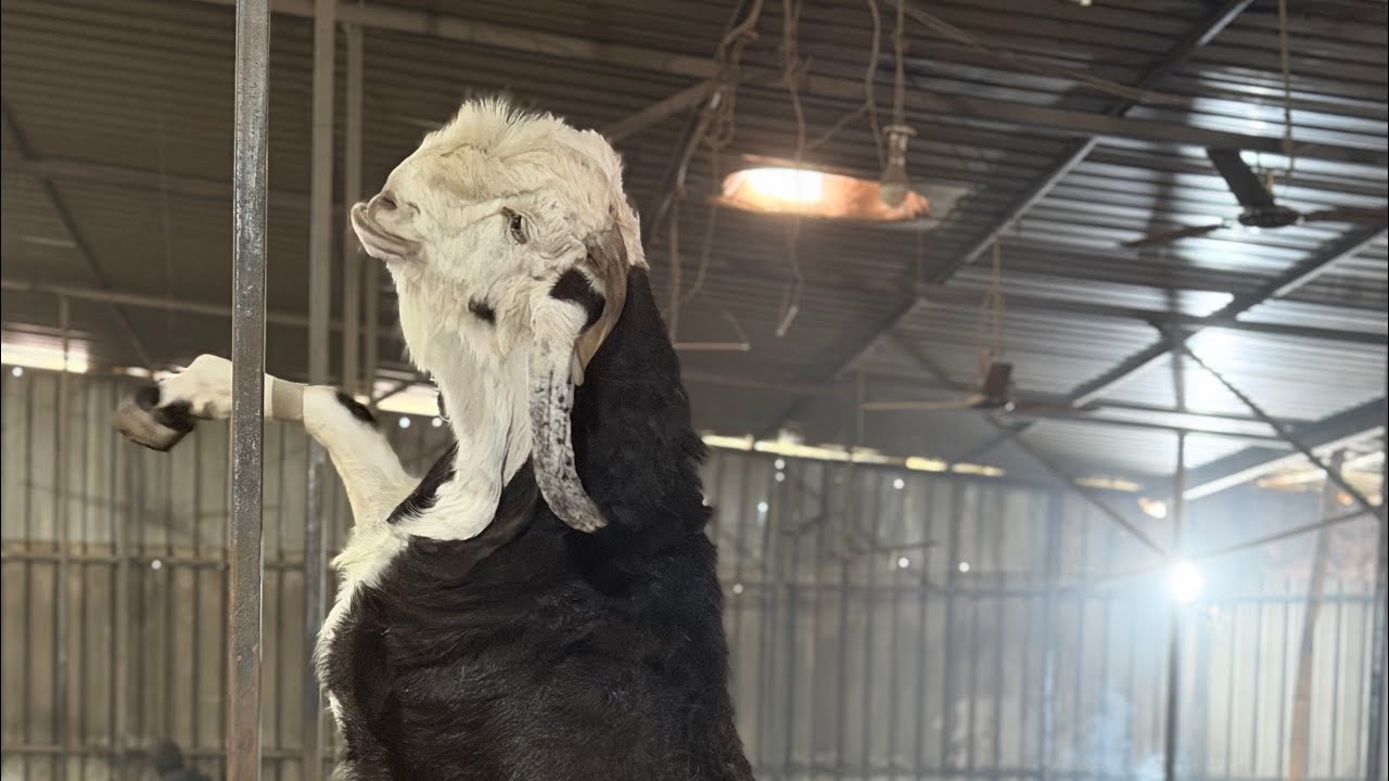 BAKRI KE DUDH NA AANE PE KYA TREATMENT KAREIN BAKRO KO PURANI KHANSI KA ILAJ|SABRIGOATFARMDAILY VLOG