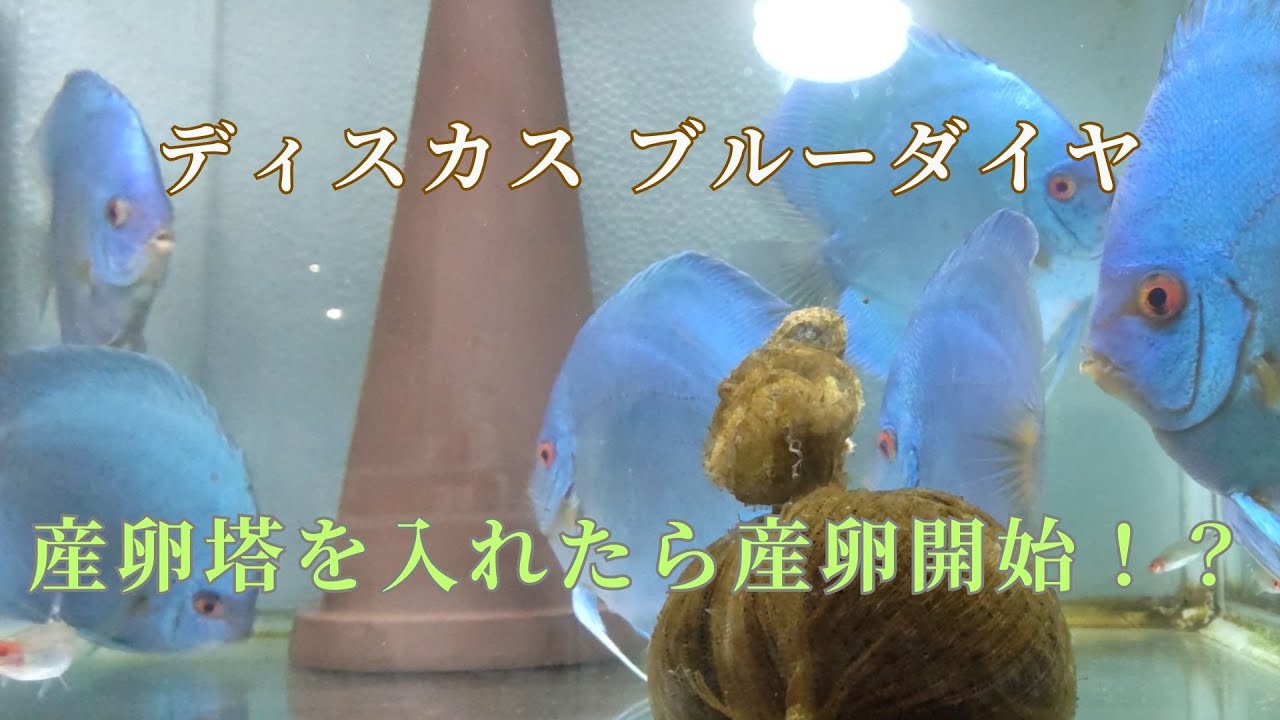 35】ディスカスは産卵塔をセットしたら産卵開始するのか？ - YouTube