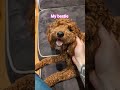 Golden Doodle love #youtubeshorts #viralvideo #goldendoodle #dogs #dogshorts #doglife