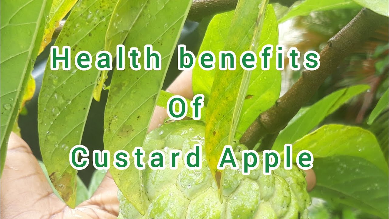 Health Benefits of Custard Apple Fruit Health Benefits of Sugar Apple Fruit Cherimoya YouTube