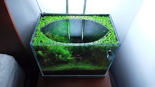 13th Month Update - (The Battle of Driftwood) NO filter, NO CO2, NO Ferts 5 Gallon Nano Tank