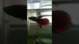 spade tail betta