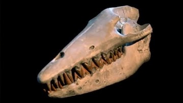 National Geographic Documentary   Fossils of dinosaurs   Natural secrets   YouTube