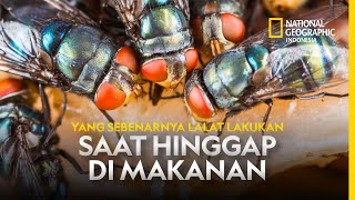 YANG SEBENARNYA LALAT LAKUKAN SAAT HINGGAP DI MAKANAN