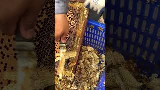 Queen Cell Controlling 🐝 | Prevent Swarming &amp; Manage Hive #Shorts