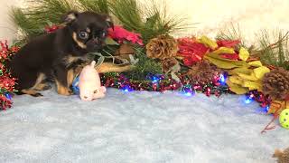 Piggy 01 01 24 video by bamshowpigs 159 views 3 months ago 35 seconds