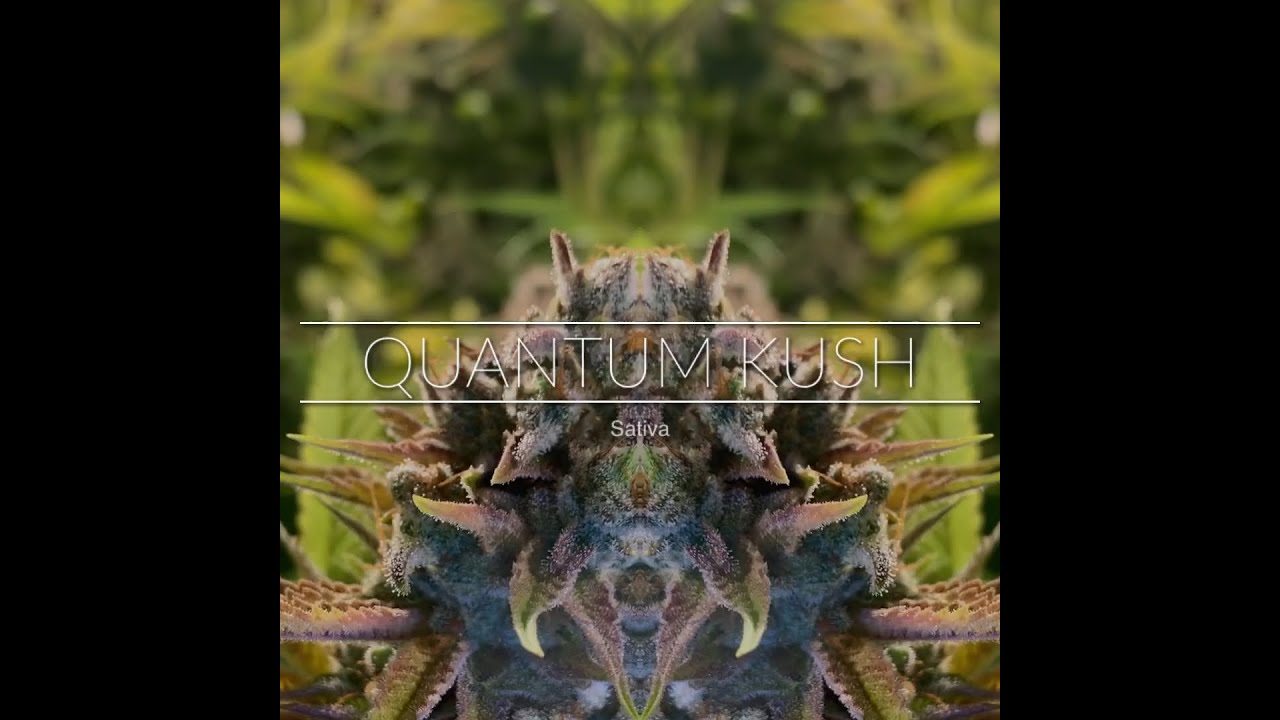 Quantum Kush Cannabis Strain Sativa