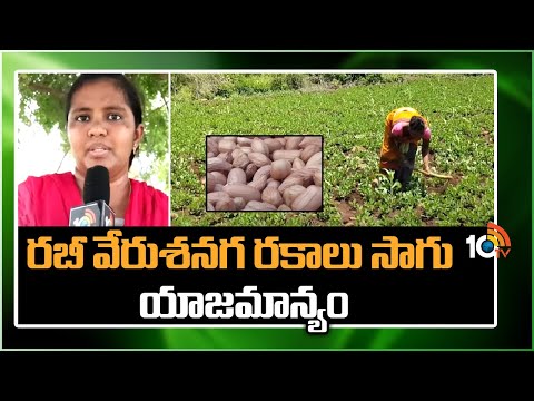 Proprietary Cultivation of Rabi Groundnut Varieties | రబీ వేరుశనగ రకాలు సాగు యాజమాన్యం | 10TV News