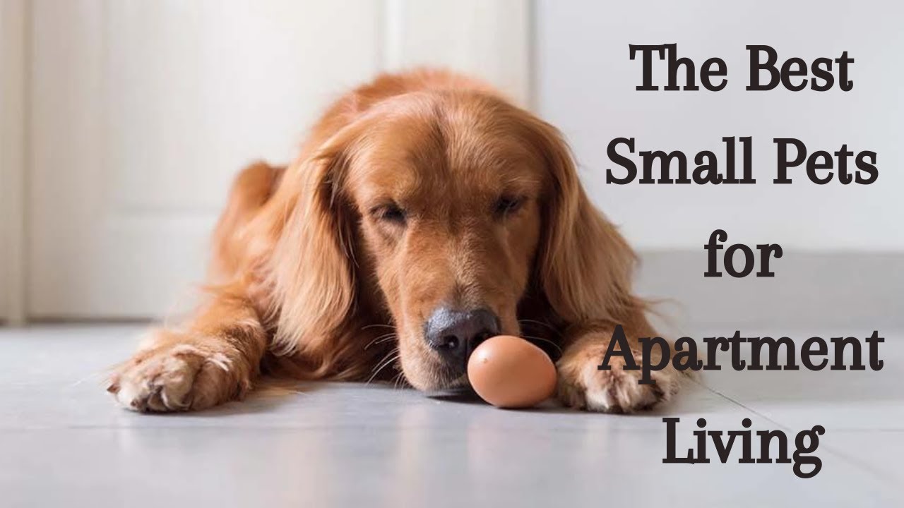 The Best Small Pets for Apartment Living YouTube
