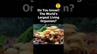 Worlds Largest Living Organism - Interesting Facts- 241
