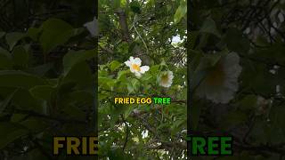 Rare tropical tree called fried egg tree! 🍳 #growinnhomes