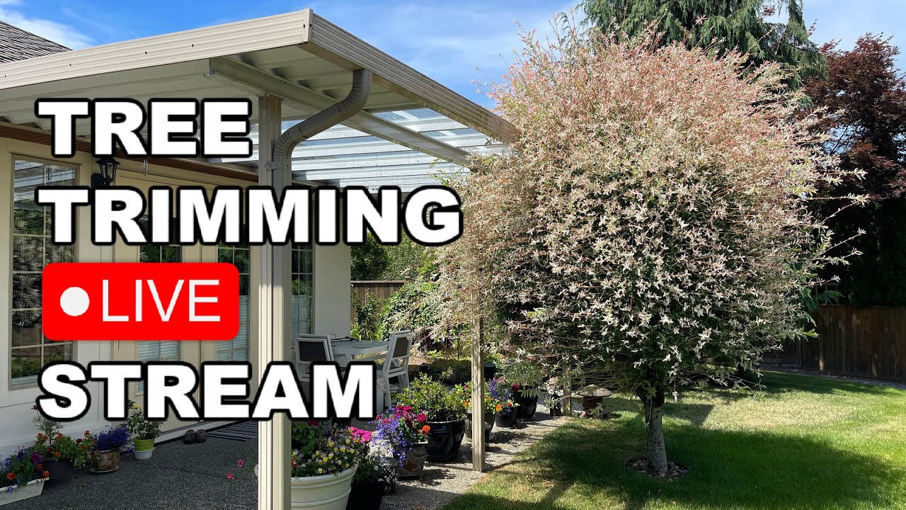 Tree Trimming Live Stream July 7, 2025 - YouTube