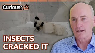 Insects Solved The Murder Forensic Entomology | Expert Witness