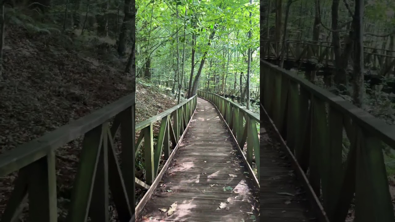 Escaleras escondidas en el bosque entre secuoyas de Cantabria. 🌲 #Cantabria #Bosque #Secuoyas