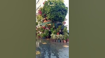 سورة الإخلاص  #explore #algerie #الجزائر #1000subscriber #اكسبلور #tiktok #fyp #