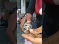 12 volt DC 775 motor#shortvideo #electrical #fireworks #experiements #YouTube #shirts #viralvideo