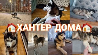 Хантер Из Приюта ДОМА || История Мальчика || Адаптация Дома || Приветики Из Дома