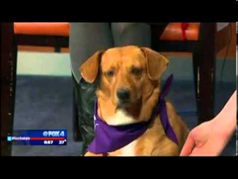 horseshoe bend Snoopy visits Good Day FOX 4
