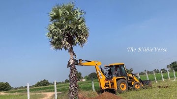 JCB 3DX Removing Palm Tree and Moving Tree to One Side...
