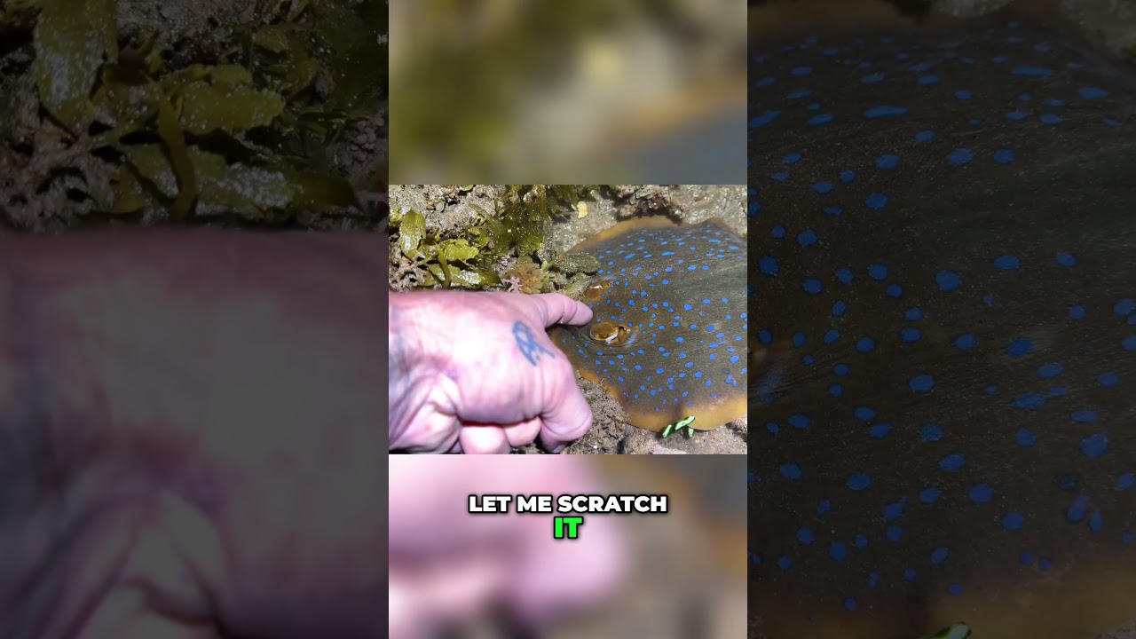 Touching a Blue Spotted Ray Underwater  Ocean's Magic! 