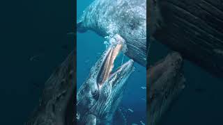 🐋#WhaleFacts #BlueWhale #MarineLife #OceanFacts #DidYouKnow #NatureIsCrazy #AnimalFacts #Wildlife