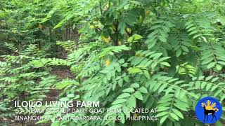 Indigofera Zollingeriana Landscape Plantation At Iloilo Living Farm Youtube