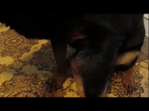 فيديو: سرطان العظام في الكلاب