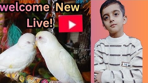 Rafy Hadi vlogs is live  birds  activities 🐦🦜🐧🕊budgies java finches mini sparrow and Dave 🕊😋🥰😋👍🔊📢🌾✨️