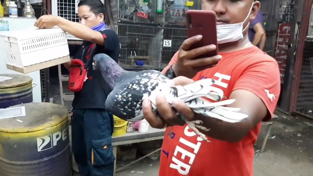 Kakaibang kalapati na pangarera, galing AMERIKA, pang show na pangrace pa!