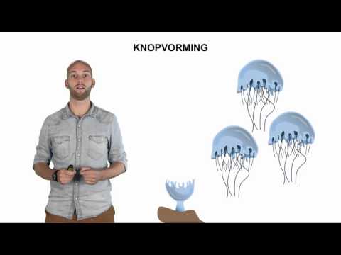 Video: Aksie - Spesies, Versorging En Voortplanting