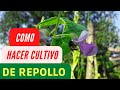 Como PLANTAR o HACER Cultivo de Repollo y Brocoly Organico en Huerto Facil y Familiar