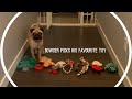 Pug picks his favourite toy