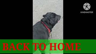 DOG FULL DAY DAILY ROUTIN #labrador#dog#pets#rottweiler#funny#dogroutine#cute