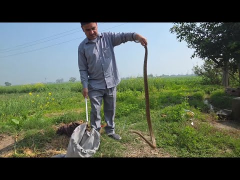 सांप काटे तो घर पर टोटके न करें /// स्नेकमैन हरियाणा सतीश फफड़ाना 9255130130