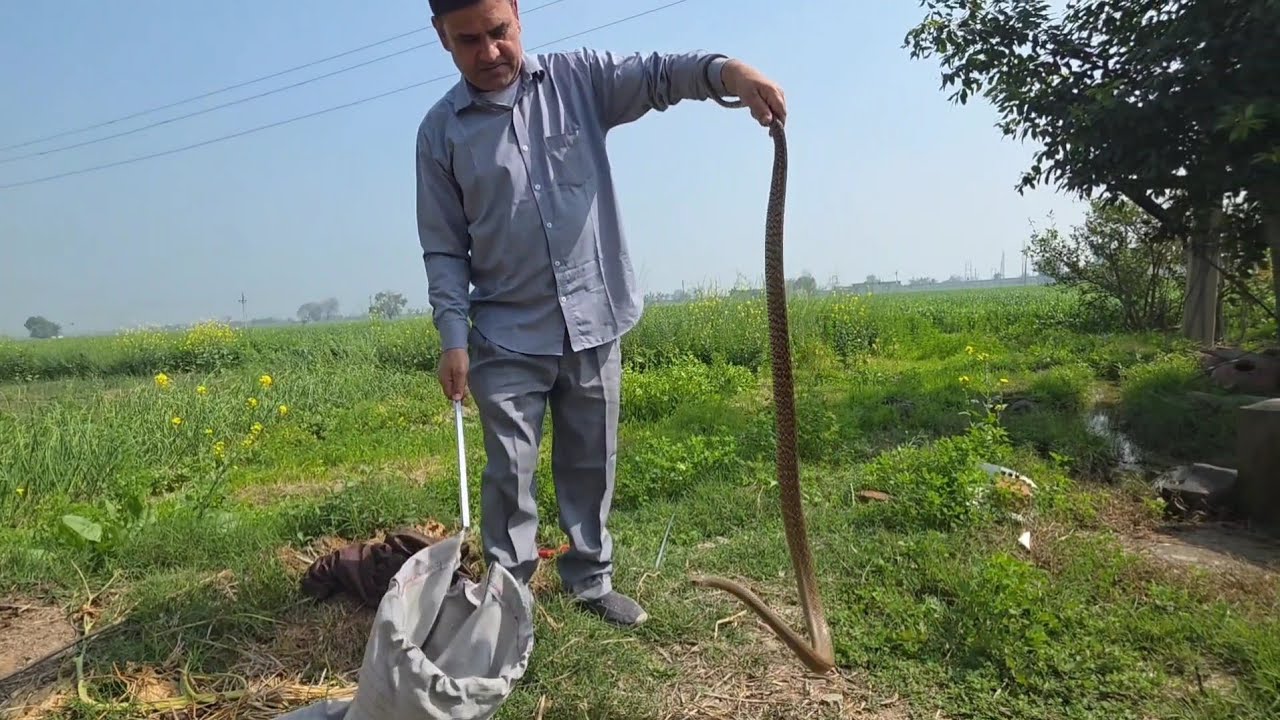 सांप काटे तो घर पर टोटके न करें /// स्नेकमैन हरियाणा सतीश फफड़ाना 9255130130