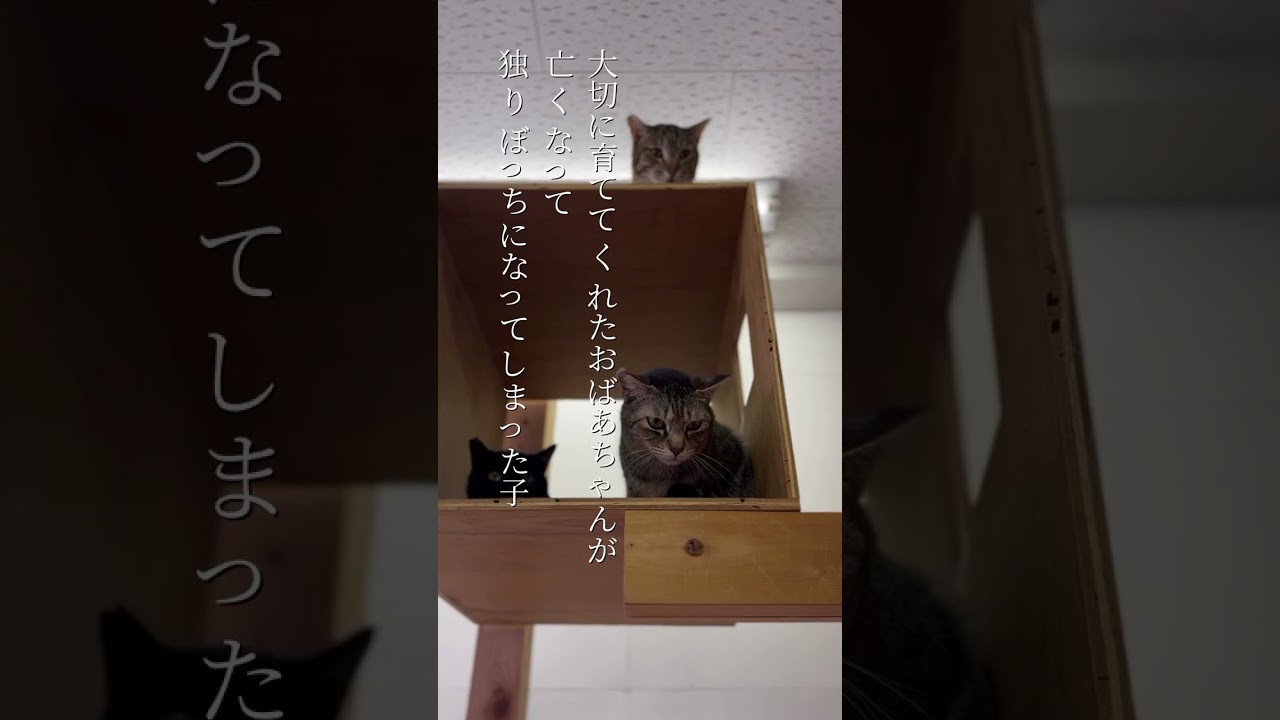 ミニねこ食パン」で保護猫を助けたい！ - CAMPFIRE (キャンプファイヤー)