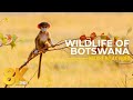 Journey Through Botswana - Wild Animals of Khwai &amp; Moremi Game Reserve in 8K + Real Sounds of Africa