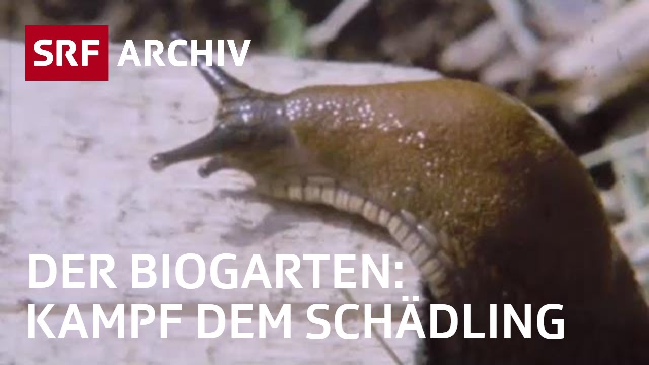Schädlinge im Biogarten  (1975) | Der Biogärtner | Tutorial 2 von 3 | SRF Archiv