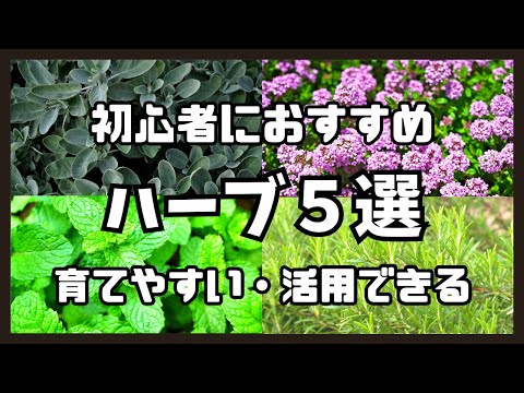 初心者でも大丈夫！失敗しないハーブ栽培のコツとおすすめ10種
