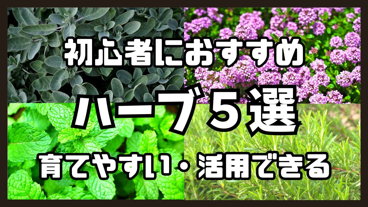 【園芸初心者】育てやすい・活用できるおすすめハーブ５選を紹介！