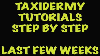 TIMBER WOLF TAXIDERMY TUTORIALS. STEP BY STEP.