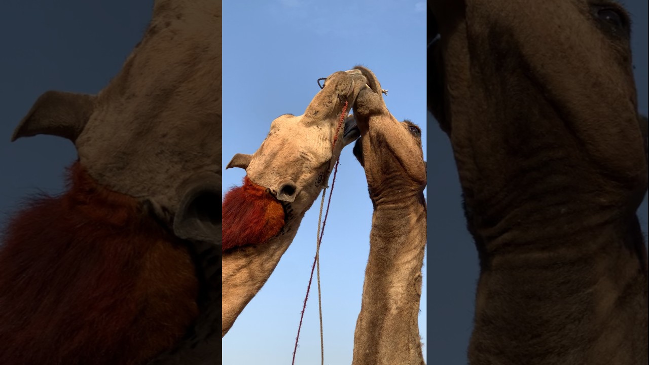 سلوك طبيعي بين جملين في