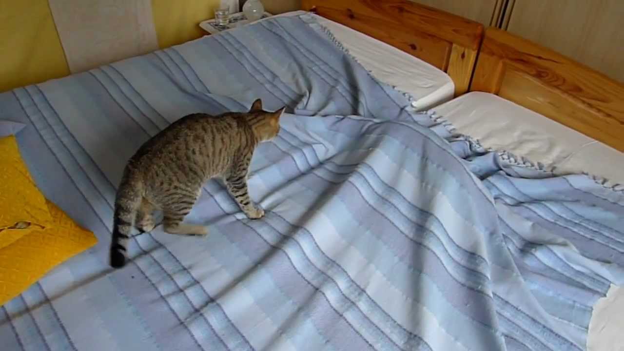 mačička veľký zadok videánon nahé spodná bielizeň modely