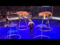 Тигры в цирке Никулина.