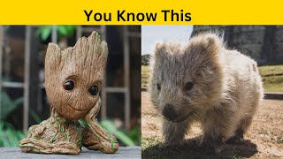 You Know These Things About Wombats | Let's Enjoy The Things About Wombats