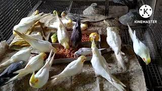 cocktail birds morning give food